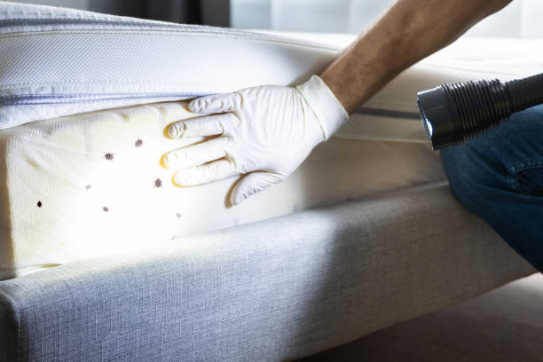 Best Best Pest Control Companies  in Apollo Beach, FL