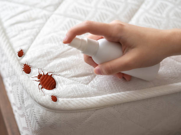Best Flea Control Services  in Apollo Beach, FL